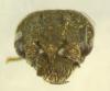 Dolerus sp.